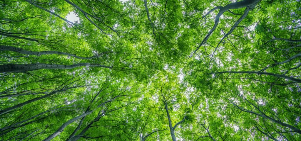 Vue vers la canopée d’une forêt.